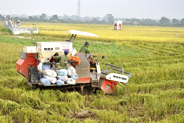 Tập trung thu hoạch vụ Xuân, chuẩn bị sản xuất vụ Mùa