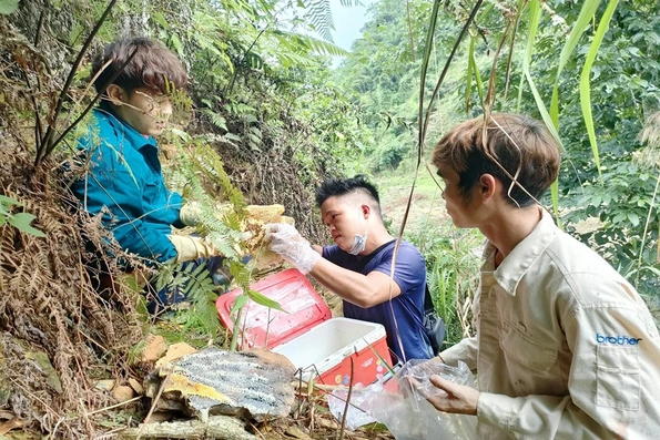 Săn mật ong rừng