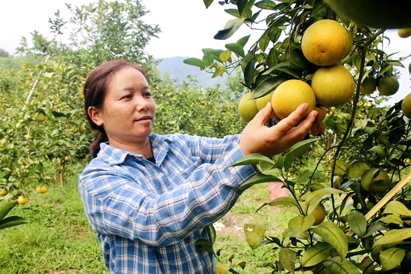 Đẩy mạnh phát triển cây ăn quả ở Tân Sơn