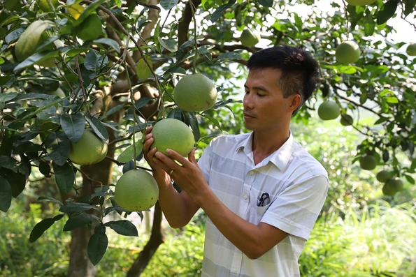 Quả bưởi tươi Việt Nam chính thức được xuất khẩu sang Hoa Kỳ