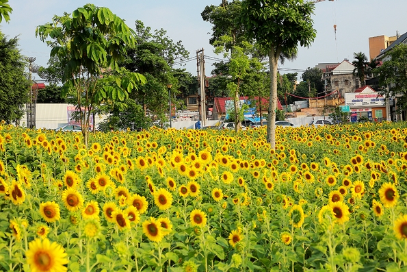 Đón nắng với hoa hướng dương vàng rực Công viên Văn Lang