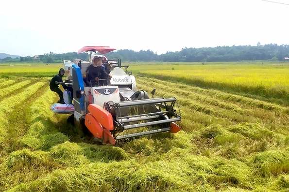 Yên Lập: Tập trung chăm sóc hơn 3.300 ha lúa vụ mùa