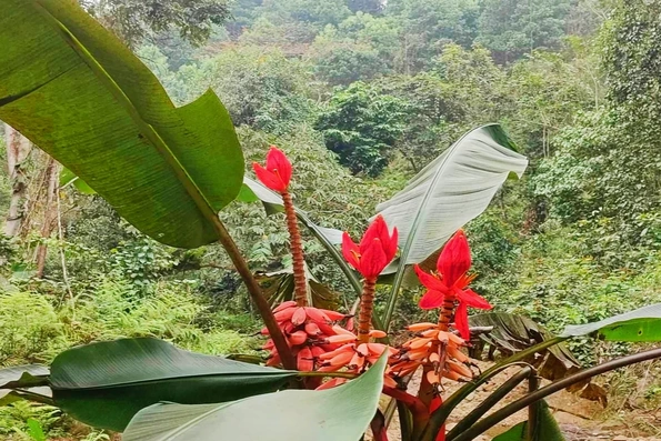 Từ rừng sâu đến bàn tiệc