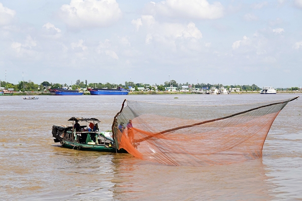 Bắt cá linh mùa nước nổi