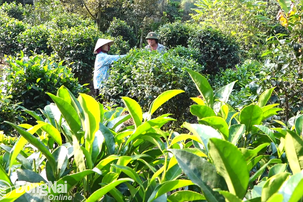 Đặc sản trà Phú Hội