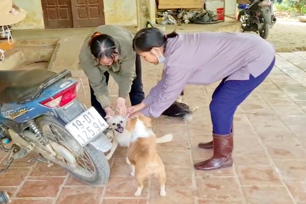 Tân Sơn: Gần 14 nghìn liều vacxi tiêm phòng cho đàn vật nuôi