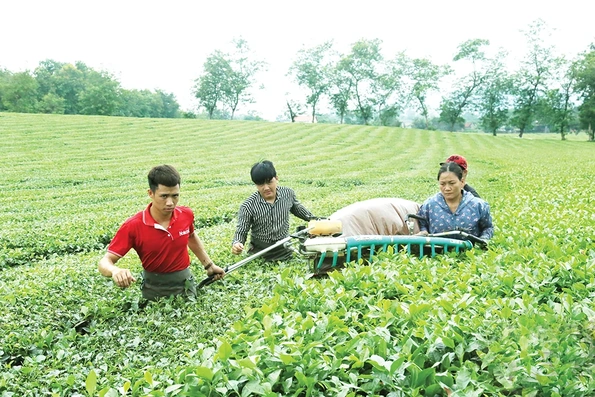 Dẫn lối, đồng lòng, “tam nông” phát triển