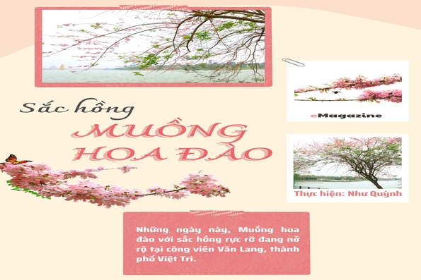 Sắc hồng Muồng hoa đào