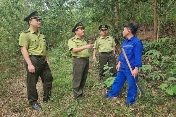 Phù Ninh: Chăm sóc và trồng mới 22,2ha rừng tập trung