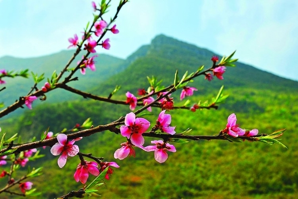 Lối về mùa xuân