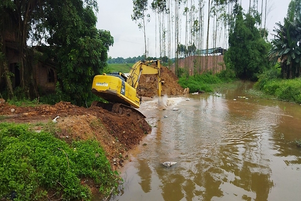 Cẩm Khê thu hoạch sớm diện tích lúa bị đổ, ngập do mưa dông