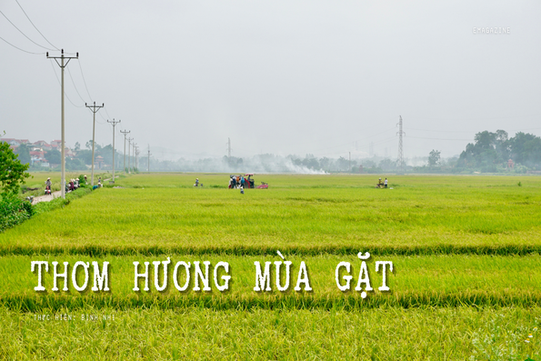 Thơm hương mùa gặt