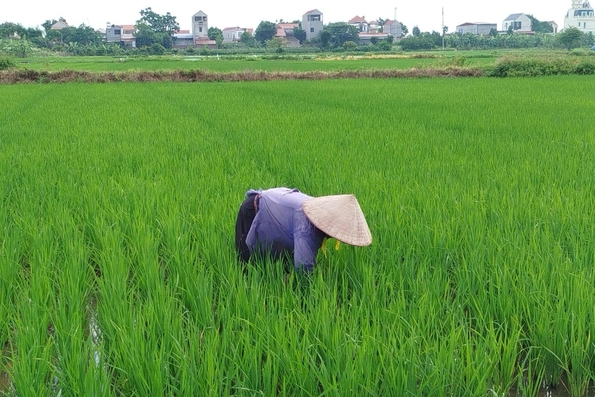 Tập trung chăm sóc cây trồng vụ Mùa