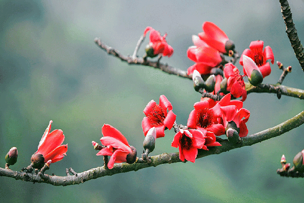 Bông pằng nảng mang theo