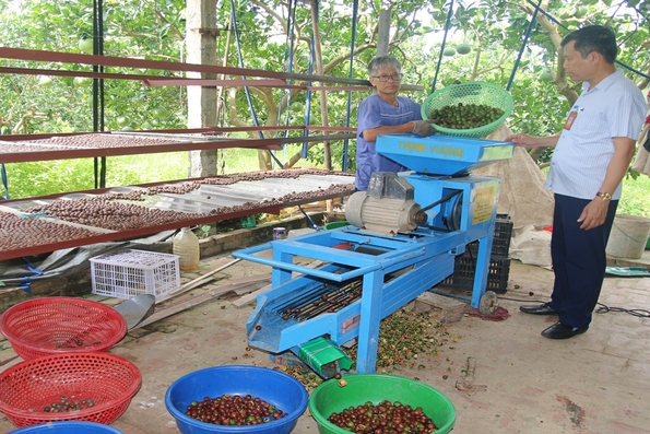 Cây mắc ca trên đất Vĩnh Lại