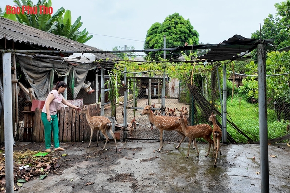 Nông dân Thanh Ba sản xuất, kinh doanh giỏi