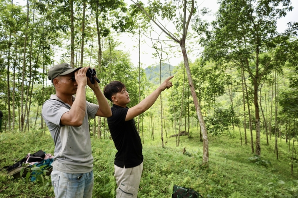 Săn mật ong rừng