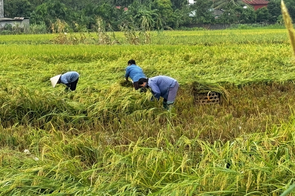 Tam Nông khẩn trương khôi phục sản xuất sau mưa lũ