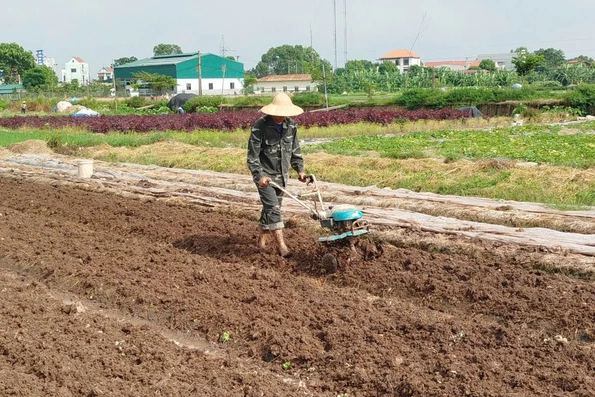 Năng suất vụ Mùa ước đạt 53,1 tạ/ha