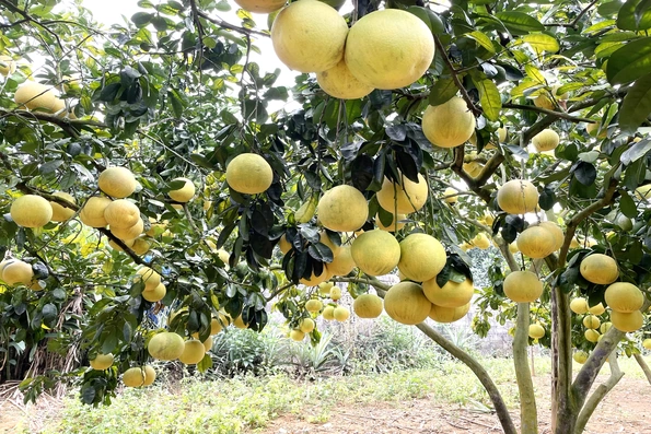 Mùa vàng đất Bưởi