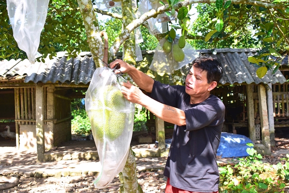 Ông Mai làm giàu từ cây ăn quả