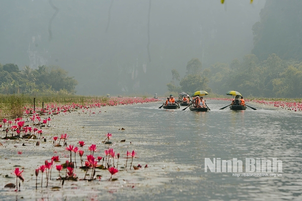 Đẹp nao lòng mùa hoa súng tím