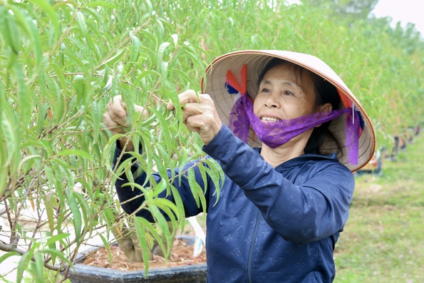 Người dân tất bật tuốt lá đào  chuẩn bị cho vụ Tết Nguyên Đán 2025