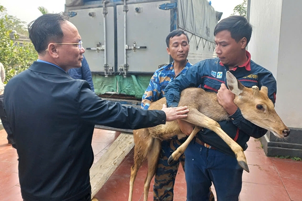 Bàn giao hươu sao lấy nhung hỗ trợ hộ dân thoát nghèo