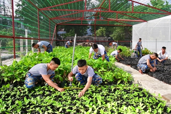 Tạo không gian xanh trên đảo Sơn Ca