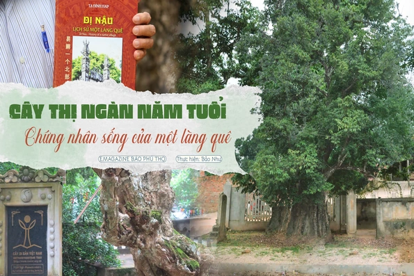 Cây Thị ngàn năm tuổi - Chứng nhân sống của một làng quê