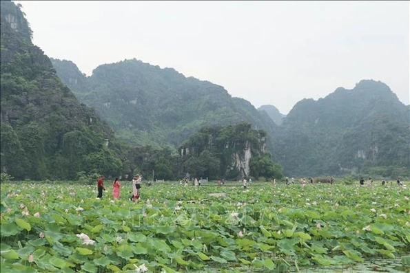 Hương sen đất Cố đô - Sức sống mới cho du lịch nông nghiệp Ninh Bình