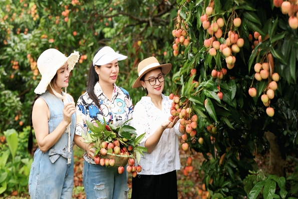 Thu hút du khách đến vùng vải Tân Yên