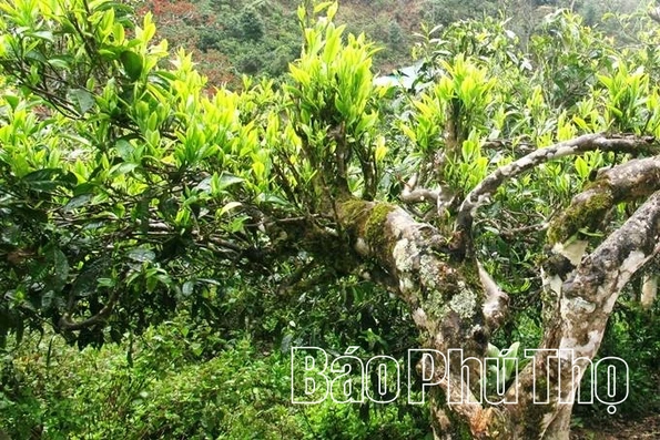“Đánh thức” tiềm năng vùng chè Shan tuyết Pà Cò