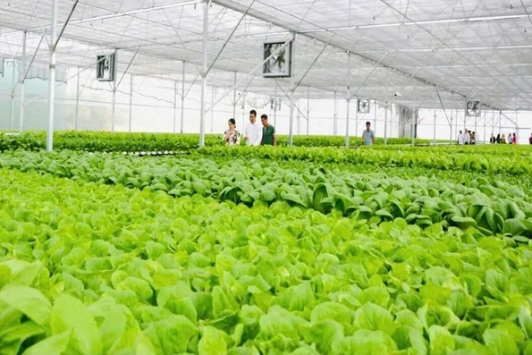 Tây Ninh hướng tới trung tâm nông nghiệp công nghệ cao hàng đầu khu vực