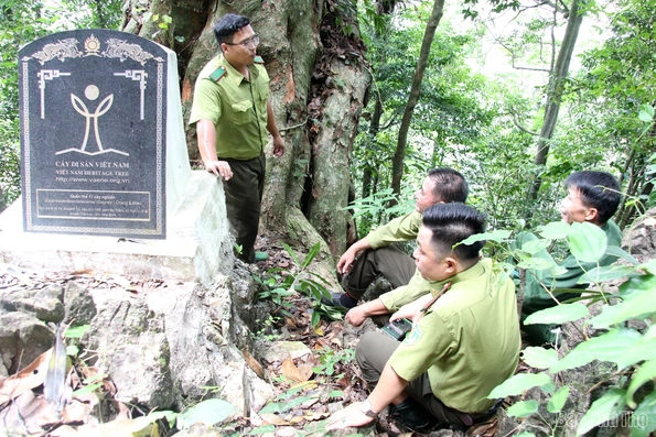 “Linh khí” nghìn năm giữa đại ngàn Bo Trẳm