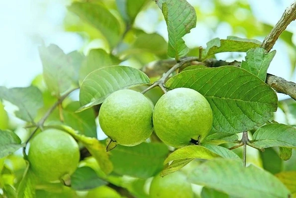 4 nhóm người nên hạn chế ăn quả ổi