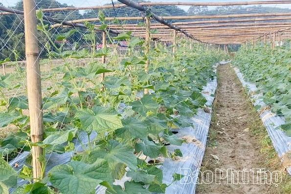 Mở hướng phát triển bền vững cho nông sản địa phương