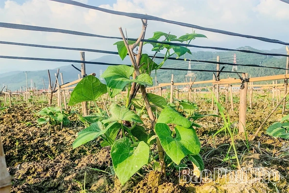 Giữ vững thương hiệu, nâng cao giá trị của rau Su su Tam Đảo