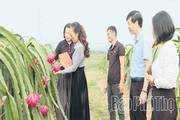 Hiệu quả mô hình cây thanh long trái vụ ở Lập Thạch
