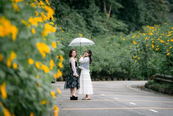 Con đường hoa dã quỳ nở vàng rực ở Vườn quốc gia Ba Vì