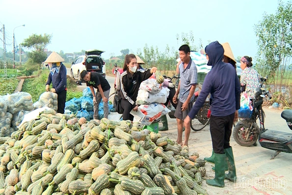 Tề Lỗ phát huy hiệu quả kinh tế từ cây bí đỏ vụ Đông