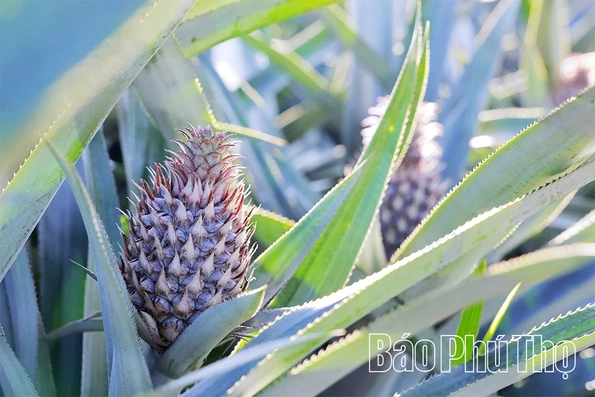 Đất cằn mùa quả ngọt