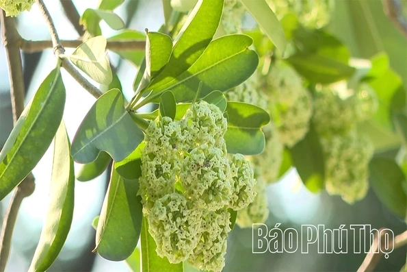 Hoa sữa - loài hoa của mùa nhớ