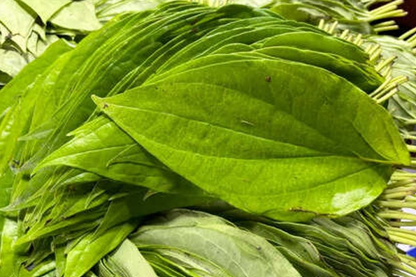 Cách dùng lá trầu không giảm axit uric