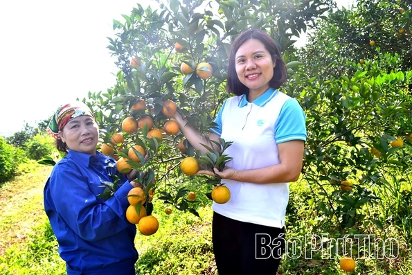 Khẳng định niềm tin từ sản xuất cam hữu cơ, an toàn