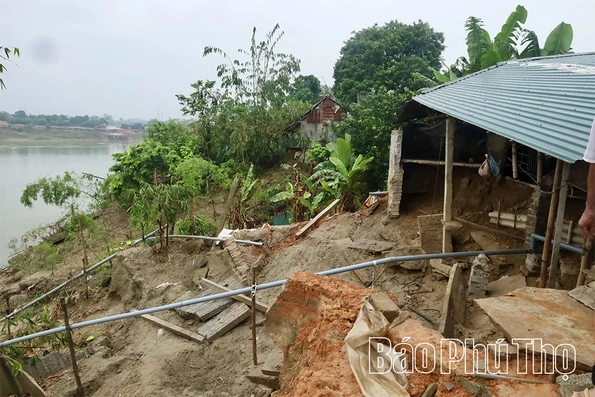 Sạt lở nghiêm trọng uy hiếp hàng chục hộ dân ven sông Lô tại xã Hải Lựu