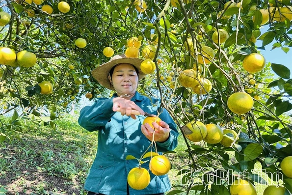 Liên kết chuỗi giá trị, tạo động lực phát triển bền vững nông nghiệp