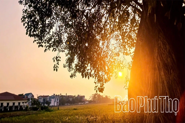 Chiều vàng trên những nẻo đồng quê