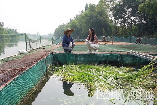Giữa dòng Phó Đáy, người phụ nữ thắp lửa sinh kế từ những lồng cá