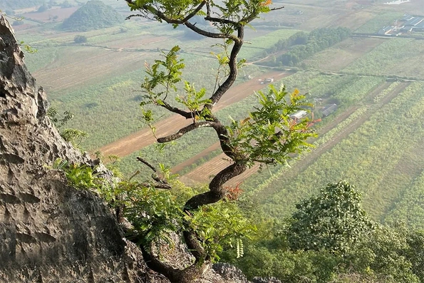 Cảnh báo trước “cơn sốt” muội hồng